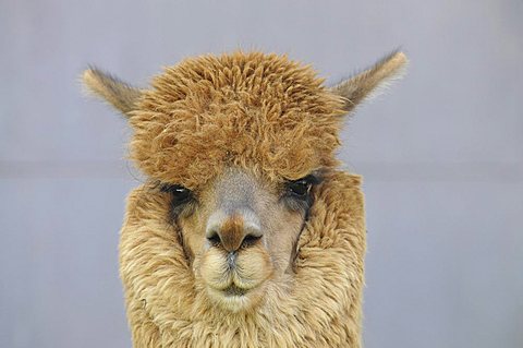 Alpaca (Llama pacos), Arequipa, Inca settlement, Quechua settlement, Peru, South America, Latin America