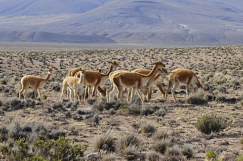 Vicuña herd (Vicugna vicugna), Salinas y Aquada Blancas National Park, Peru, South America, Latin America