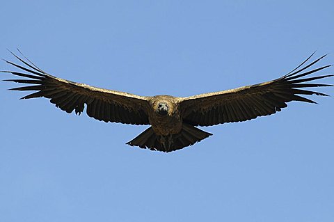 Condor, Andean Condor (Vultur gryphus) flying, Colca Canyon, Peru, South America, Latin America