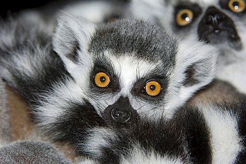 Young Ring-tailed Lemur (Lemur catta)