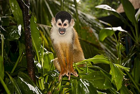 Central American Squirrel Monkey, also called Mono Titi (Saimiri oerstedii), highly endangered species, in the secondary rain forest, Punta Burica, Golfo de Chiriqui, Panama, Central America