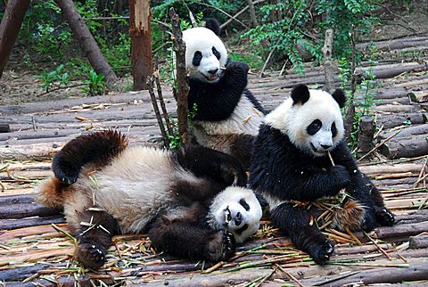 Giant Pandas (Ailuropoda melanoleuca) at breakfast, Giant Pandas Breeding Research Base, Chengdu, China, Asia