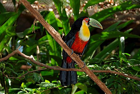 Channel-billed Toucan (Ramphastos vitellinus), Iguzu National Park, Iguazu, Brazil, South America