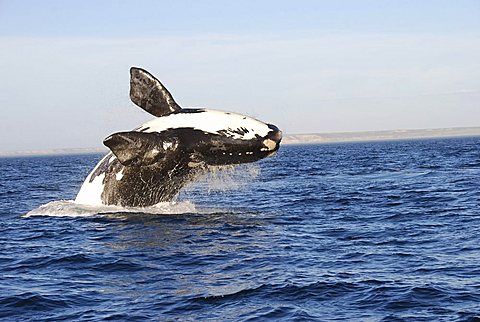 Southern Right Whale (Eubalaena australis), Peninsula Valdez National Park, Northern Patagonia, Argentina, South America