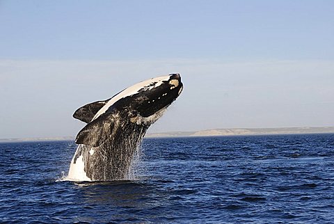 Southern Right Whale (Eubalaena australis), Peninsula Valdez National Park, Northern Patagonia, Argentina, South America