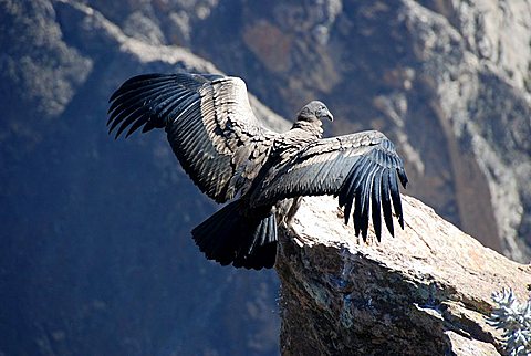 Andean condor (Vultur gryphus), Cruz del Condor, Colca Canyon, or Canyn del Colca, Cabana Conde, Peru, South America