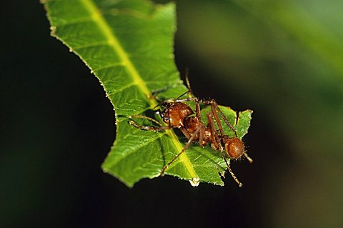 Leafcutter ant (Acromyrmex octospinosus), Nicaragua