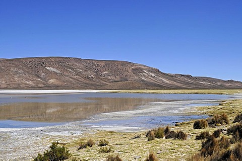 Grasses, vegetation, steppe, open plain, Salar de Surire, Salt Lake, Reserva Nacional de las Vicunas, Lauca National Park, Altiplano, Norte Grande, Northern Chile, Chile, South America