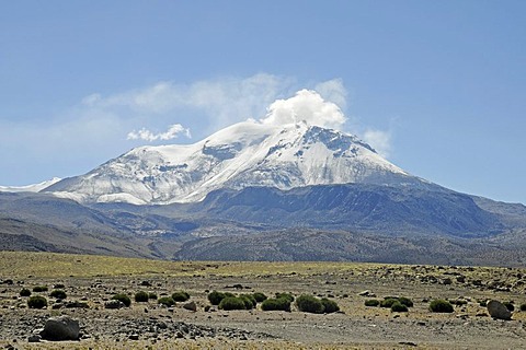 Guallatiri Volcano, Reserva Nacional de las Vicunas, Lauca National Park, Altiplano, Norte Grande, Northern Chile, Chile, South America