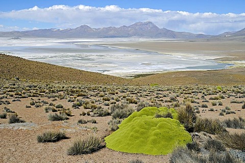 Salar de Surire, Salt Lake, Reserva Nacional de las Vicunas, Lauca National Park, Altiplano, Norte Grande, Northern Chile, Chile, South America