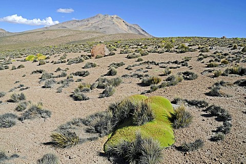 Yareta or Llareta (Azorella compacta), typical plant, vegetation, Reserva Nacional de las Vicunas, Lauca National Park, Altiplano, Norte Grande, Northern Chile, Chile, South America