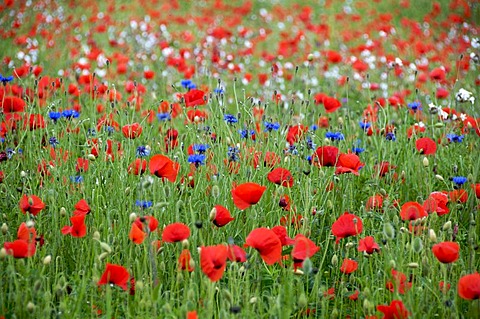 Field of poppies and cornflowers