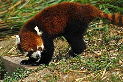 Red Panda (Ailurus fulgens) in the research and breeding center, Chengdu, Sichuan, China, Asia