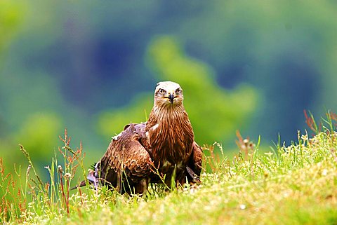 Red kite (Milvus milvus)