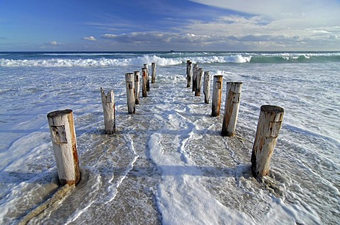 Rotten wood poles leading into the South Pacific Ocean in Saint Kilda Beach, Dunedin, South Island, New Zealand