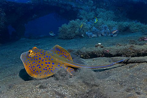 Bluespotted ribbontail ray or blue dot ray (Taeniura lymma) swimming up from the sandy ground at the Liberty wreck, Tulamben, Bali, Indonesia, Southeast Asia, Indian Ocean