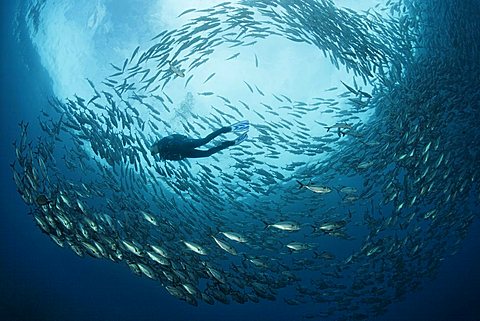 Shoal of Bigeye trevallys, (Caranx sexfasciatus), Diver, fish, Tulamben, Bali, Indonesia, Indian Ocean, Bali Sea