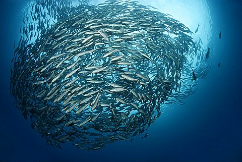 Shoal of Bigeye trevallys, (Caranx sexfasciatus), Diver, fish, Tulamben, Bali, Indonesia, Indian Ocean, Bali Sea