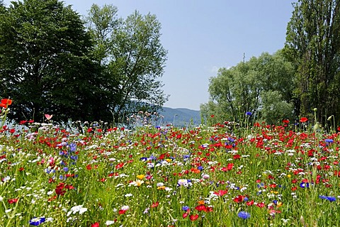 Flower meadow near Sipplingen at Lake Constance, Baden-Wuerttemberg, Germany, Europe