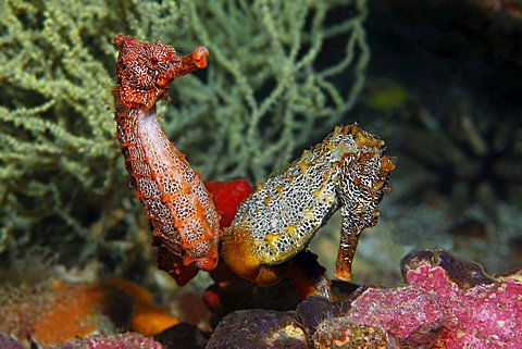 Two Pacific Seahorses (Hippocampus ingens) holding onto a sponge, Cousin Rock, UNESCO World Heritage Site, Galapagos archipelago, Ecuador, Pacific Ocean