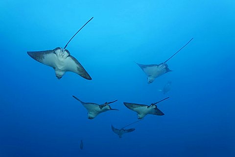 School of Eagle Rays (Aetobatus narinari) in open water, Cousin Rock, UNESCO World Heritage Site, Galapagos archipelago, Ecuador, Pacific Ocean