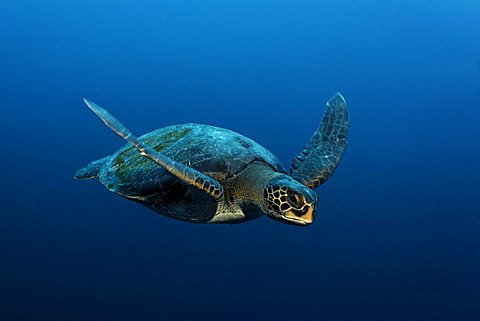 Green Sea Turtle (Chelonia mydas) swimming in open water, protected, Darwin Island, Galapagos archipelago, UNESCO World Heritage Site, Ecuador, South America, Pacific Ocean