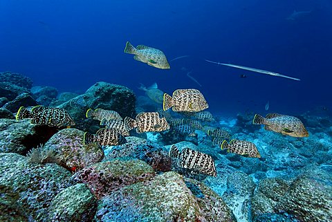 Shoal of Leather Basses (Dermatolepis dermatolepis) swimming over a reef, Darwin Island, Galapagos archipelago, UNESCO World Heritage Site, Ecuador, South America, Pacific Ocean