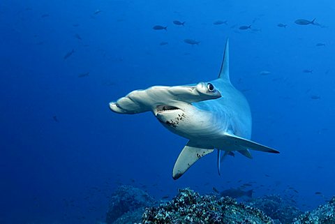 Scalloped Hammerhead Shark (Sphyrna lewini) swimming in open water, Darwin Island, Galapagos archipelago, UNESCO World Heritage Site, Ecuador, South America, Pacific Ocean