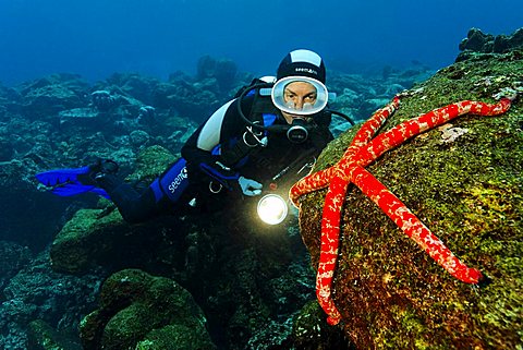 Scuba diver watching Giant starfish (Linckia columbia) on rock overgrown with algae, Cabo Marshall, Galapagos archipelago, Unesco World Nature Preserve, Ecuador, South America, Pacific