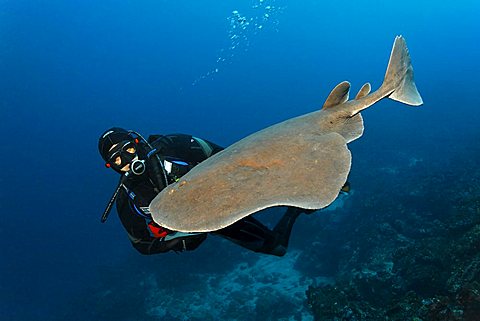 Giant electric ray (Narcine entemedor), electric, dangerous, and scuba diver, Cabo Marshall, Galapagos archipelago, Unesco World Nature Preserve, Ecuador, South America, Pacific