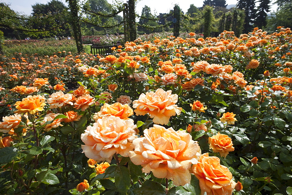 Queen Marys Gardens, Regents Park, London, England, United Kingdom, Europe