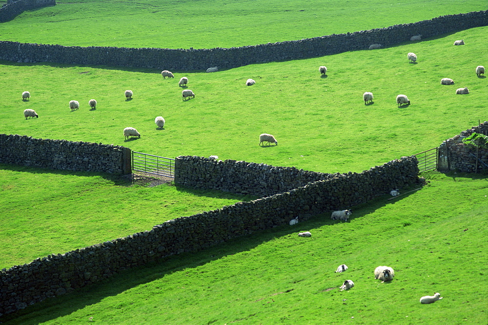 Swaledale, Yorkshire Dales National Park, Yorkshire, England, United Kingdom, Europe