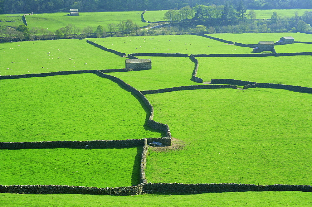 Swaledale, Yorkshire Dales National Park, Yorkshire, England, United Kingdom, Europe