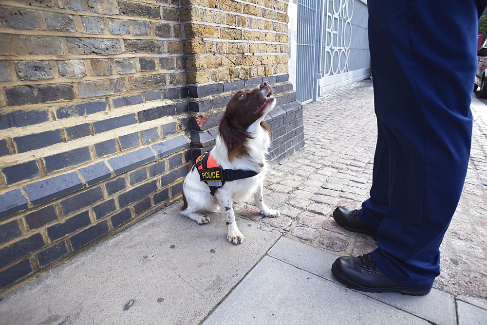 Explosive Search Dog, London, England, United Kingdom, Europe