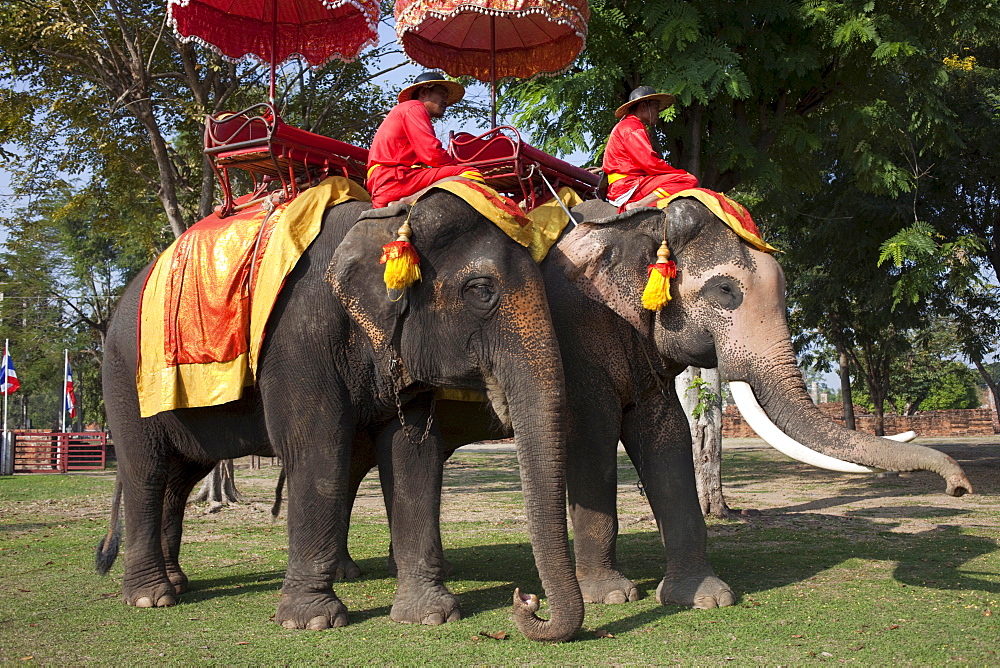 Elephants, Ayutthaya Historical Park, Ayutthaya, Thailand, Southeast  Asia, Asia