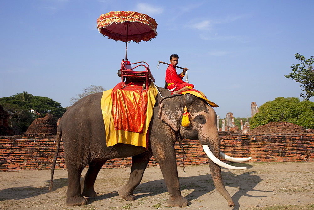 Elephants, Ayutthaya Historical Park, Ayutthaya, Thailand, Southeast  Asia, Asia