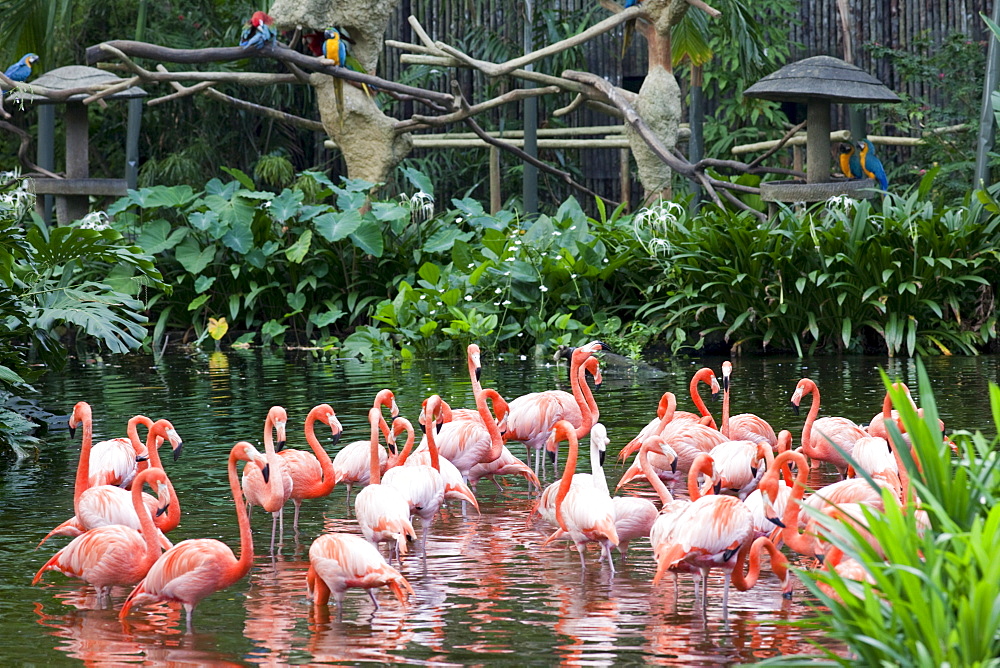 Flamingoes, Jurong Bird Park, Singapore, Southeast Asia, asia