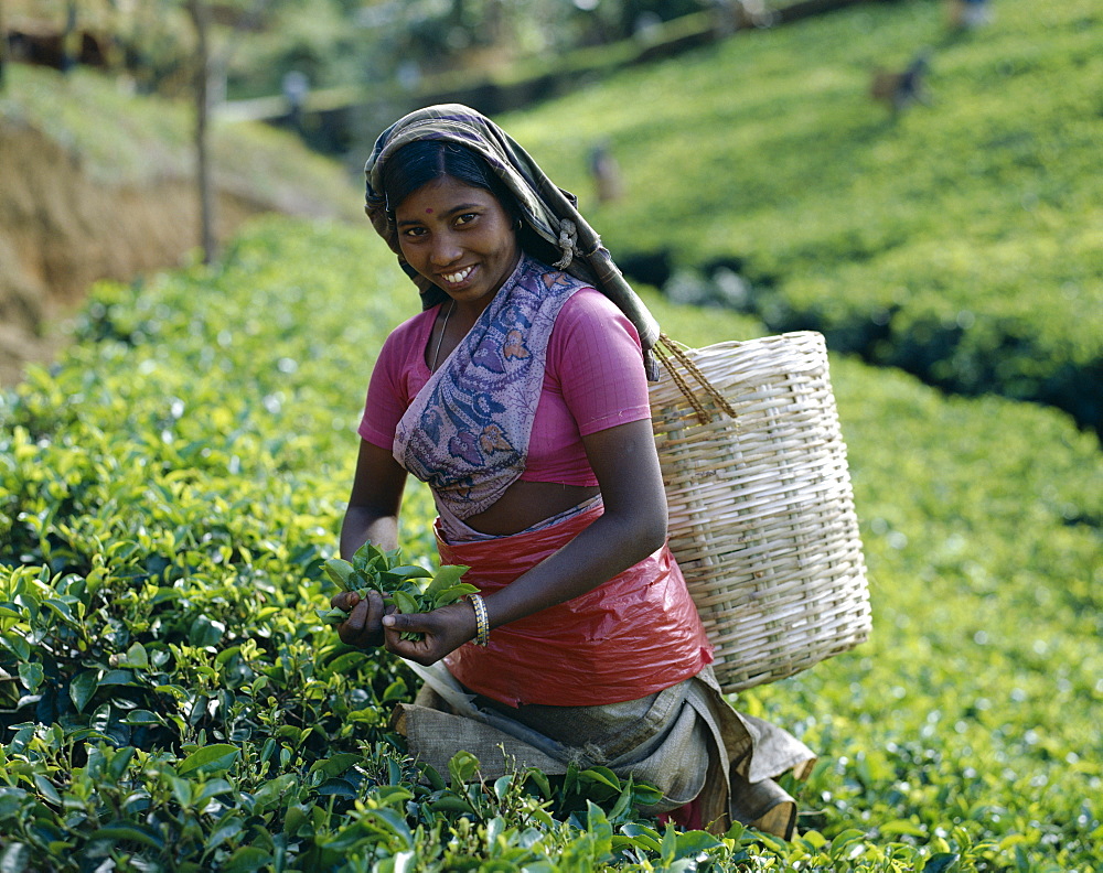 Tea Picker, Nuwara Eliya, Sri Lanka, Asia