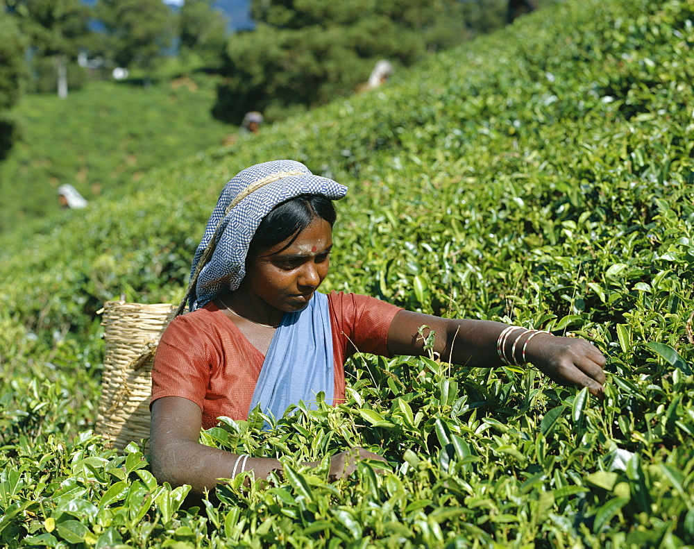 Tea Picker, Nuwara Eliya, Sri Lanka, Asia