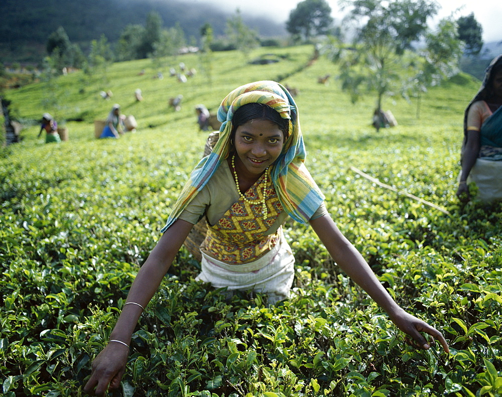 Tea Picker, Nuwara Eliya, Sri Lanka, Asia