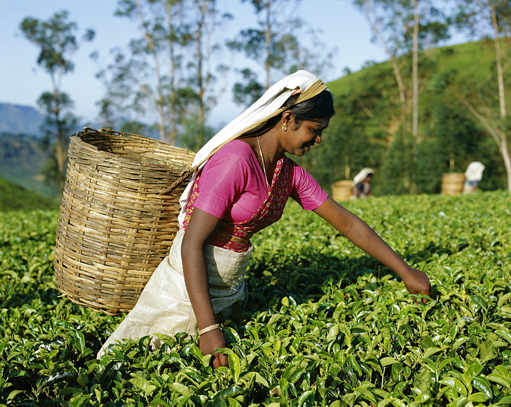 Tea Picker, Nuwara Eliya, Sri Lanka, Asia