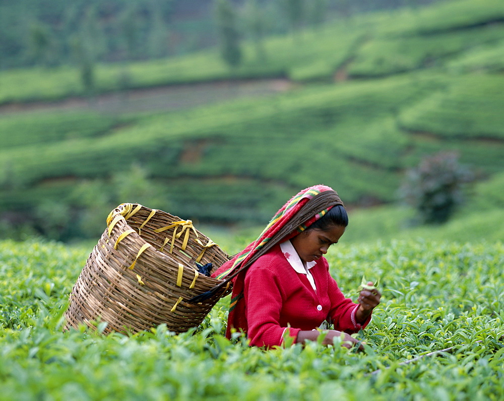 Tea Picker, Nuwara Eliya, Sri Lanka, Asia