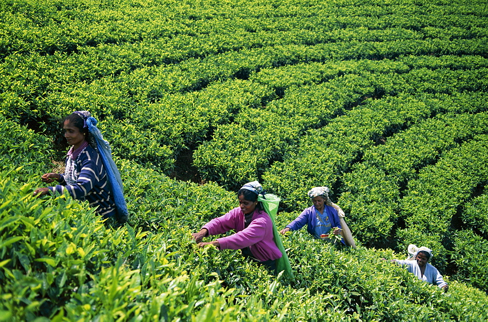 Tea Picker, Nuwara Eliya, Sri Lanka, Asia