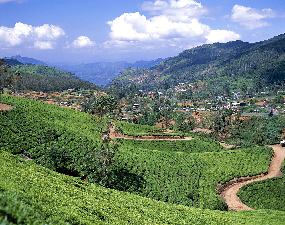 Tea estate, Nuwara Eliya, Sri Lanka, Asia