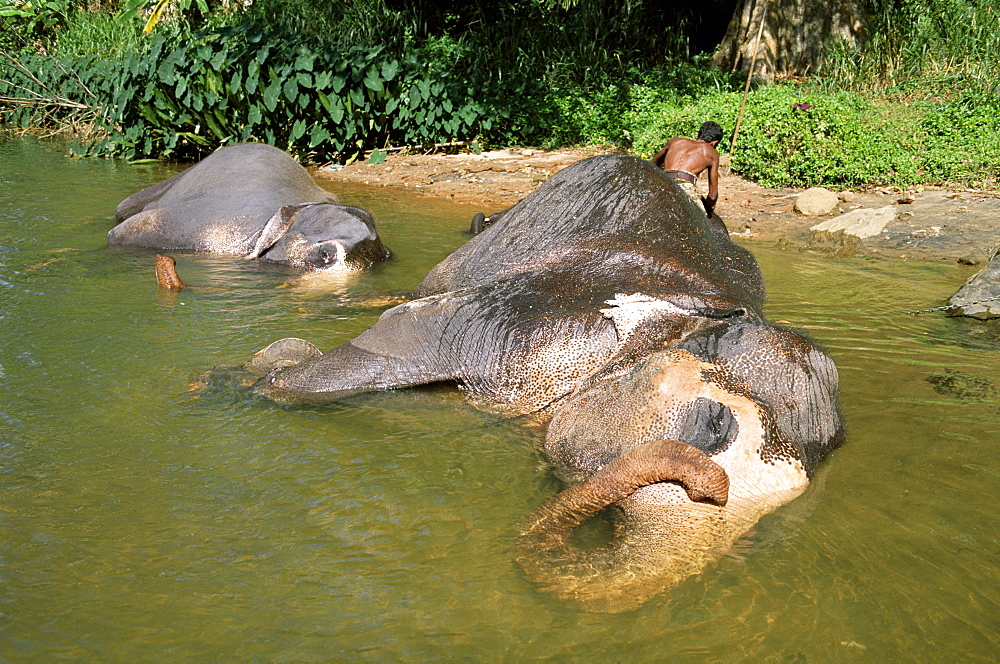 Elephant bathing, Pinnawala Elephant Orphanage, near Kandy, Sri Lanka, Asia