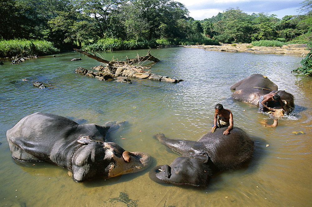 Elephant bathing, Pinnawala Elephant Orphanage, near Kandy, Sri Lanka, Asia