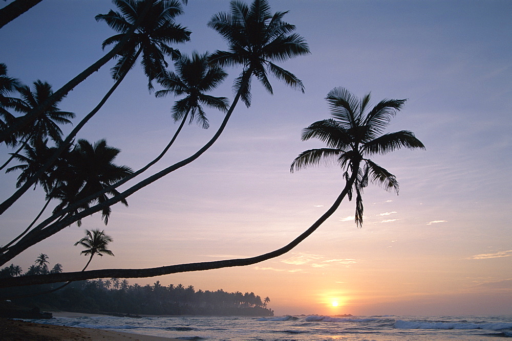 Palm trees at sunset, Unawatuna Beach, Unawatuna, Sri Lanka, Asia