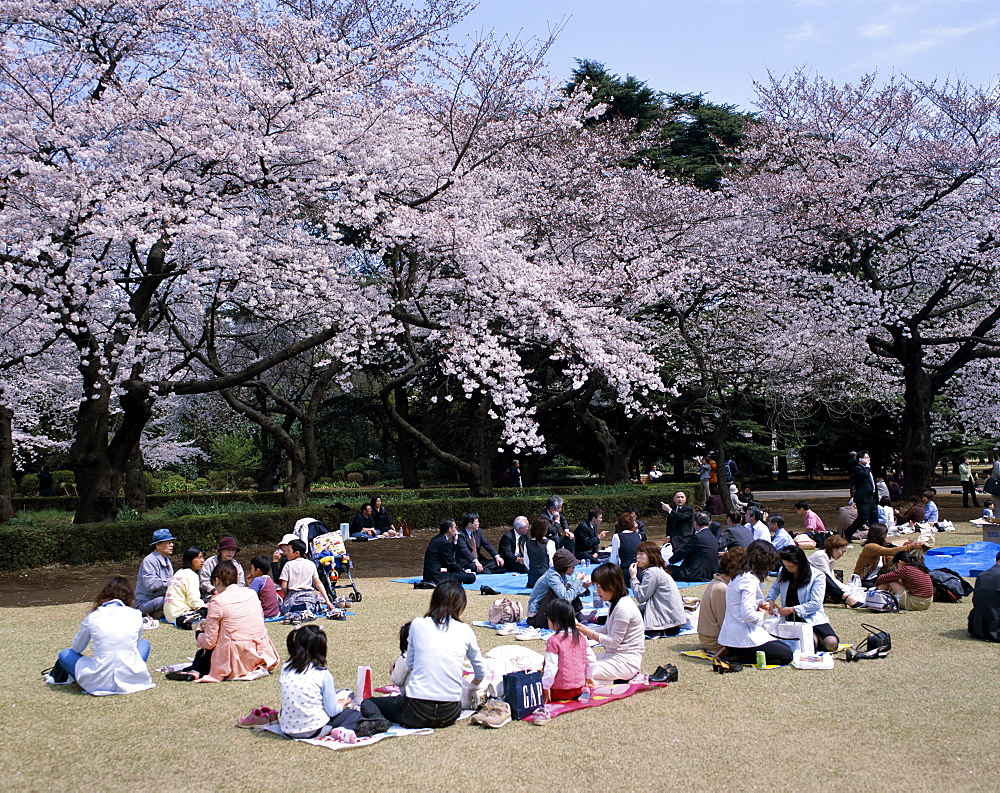 People partying under cherry blossoms, Shinjuku Park, Shinjuku, Tokyo, Honshu, Japan, Asia