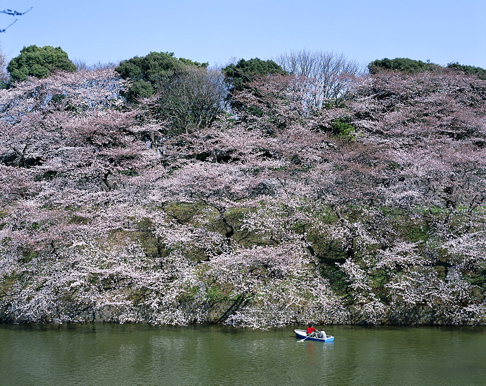 Couple boating on Imperial Palace Moat, Chidorigafuchi Park in spring with cherry blossoms, Tokyo, Honshu, Japan, Asia