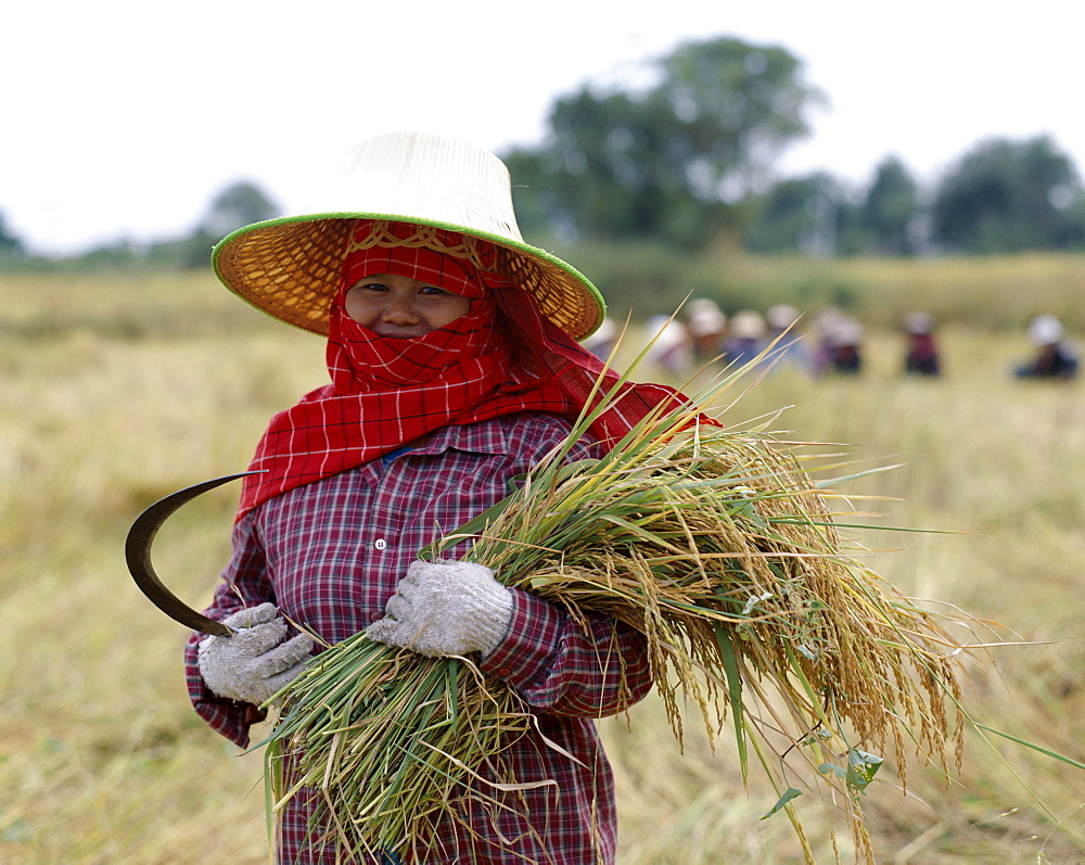 Woman rice harvesting, Thailand, Southeast Asia, Asia